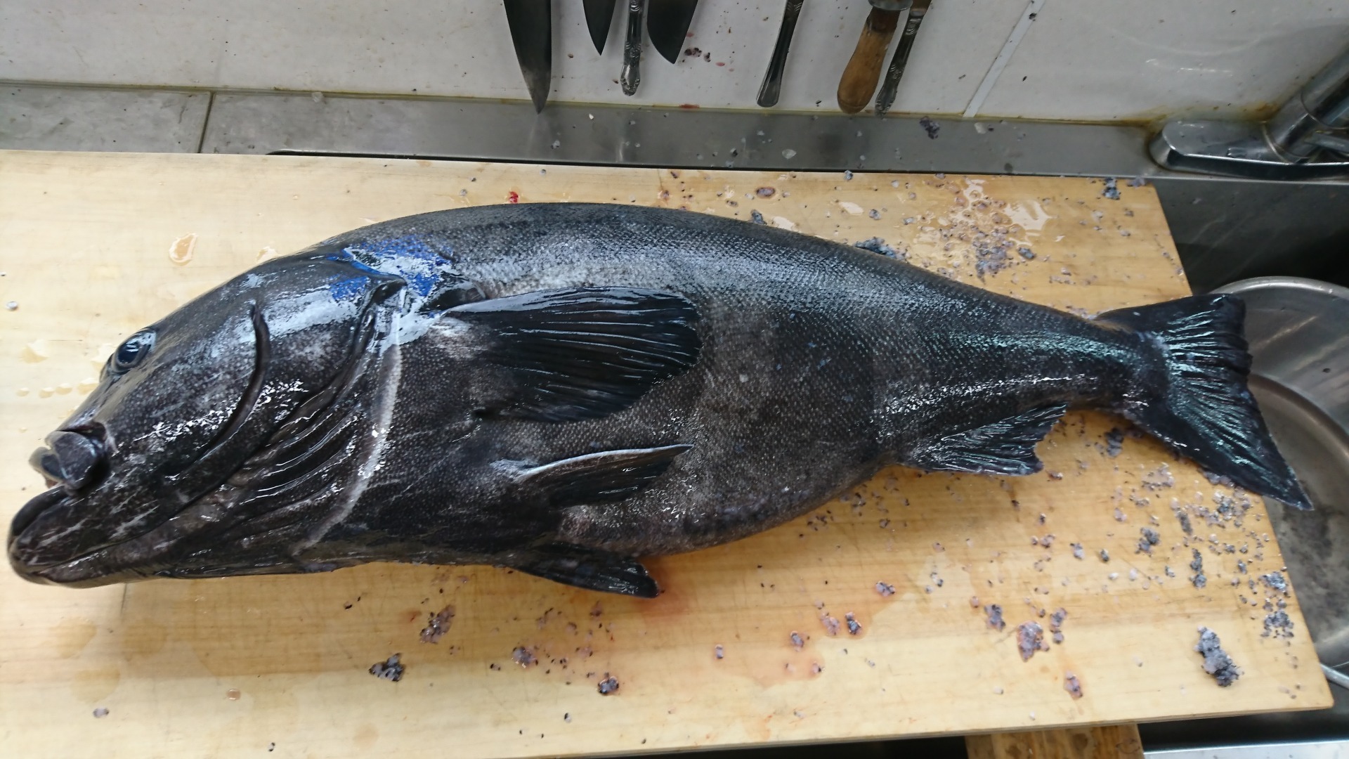 久しぶりにアブラボウズが釣れました 船頭の台所 特選素材 料理